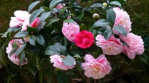 娱乐吃瓜酱山茶花,揭秘山茶花的神秘魅力