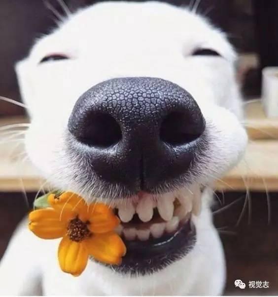 娱乐吃瓜酱狗子,揭秘娱乐圈那些不为人知的幕后故事