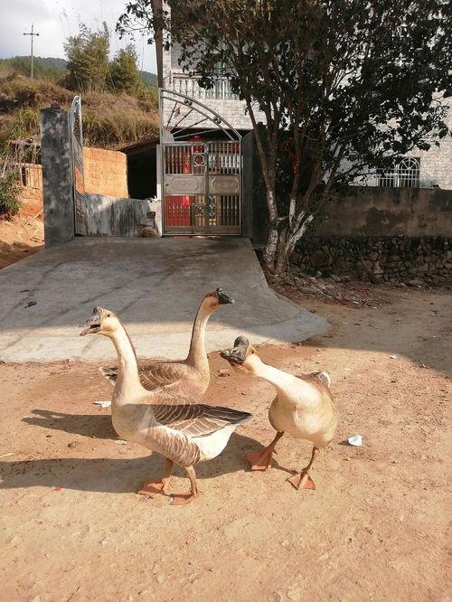 吃瓜鹅娱乐公司,揭秘娱乐圈幕后那些事儿