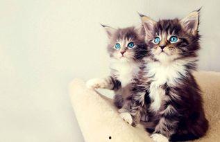 娱乐吃瓜酱营业的猫