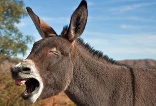 驴系青年娱乐吃瓜酱,揭秘娱乐圈幕后故事