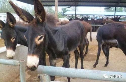 驴系青年娱乐吃瓜酱,揭秘娱乐圈幕后故事