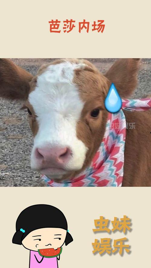 娱乐吃瓜酱无所谓